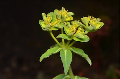 APII jpeg image of Euphorbia oblongata  © contact APII