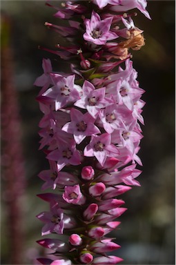 APII jpeg image of Epacris purpurascens var. purpurascens  © contact APII