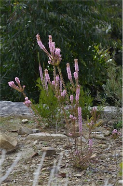 APII jpeg image of Epacris purpurascens var. purpurascens  © contact APII