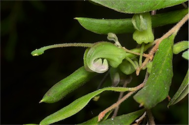 APII jpeg image of Grevillea guthrieana  © contact APII