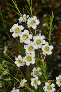 APII jpeg image of Chamelaucium 'Chantilly Lace'  © contact APII