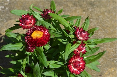 APII jpeg image of Xerochrysum 'Mohave Dark Red'  © contact APII