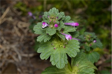 APII jpeg image of Lamium amplexicaule  © contact APII