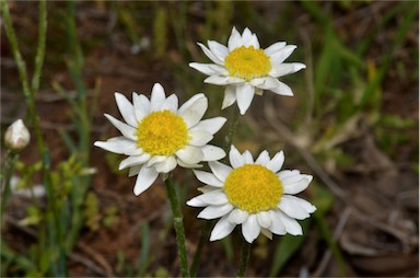 APII jpeg image of Rhodanthe anthemoides  © contact APII