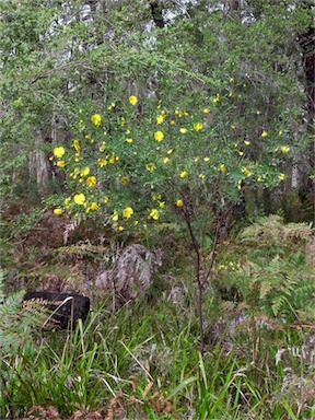 APII jpeg image of Gompholobium latifolium  © contact APII