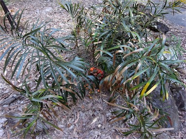 APII jpeg image of Macrozamia fawcettii  © contact APII