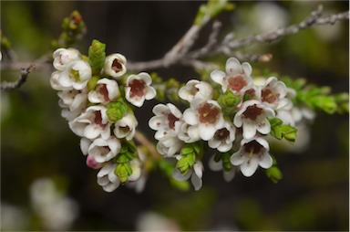 APII jpeg image of Micromyrtus sessilis  © contact APII