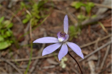 APII jpeg image of Caladenia caerulea  © contact APII