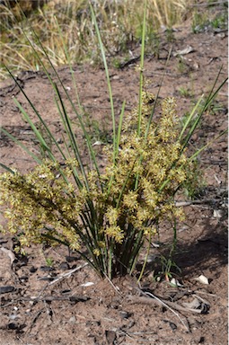 APII jpeg image of Lomandra multiflora subsp. multiflora  © contact APII