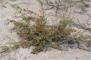 APII jpeg image of Daviesia ulicifolia subsp. pilligensis  © contact APII