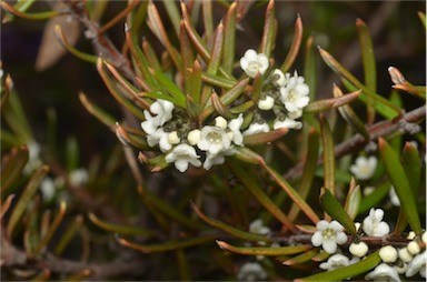 APII jpeg image of Logania albiflora  © contact APII