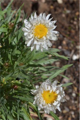 APII jpeg image of Leucochrysum 'Paper Doll'  © contact APII