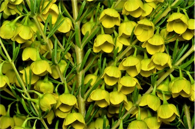 APII jpeg image of Boronia megastigma 'Lutea'  © contact APII