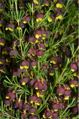 APII jpeg image of Boronia megastigma 'Heaven Scent'  © contact APII