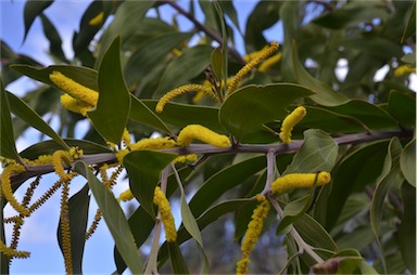 APII jpeg image of Acacia grandifolia  © contact APII