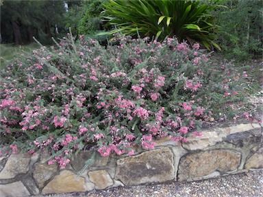 APII jpeg image of Grevillea lanigera  © contact APII