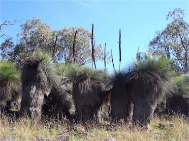 APII jpeg image of Xanthorrhoea glauca subsp. angustifolia  © contact APII