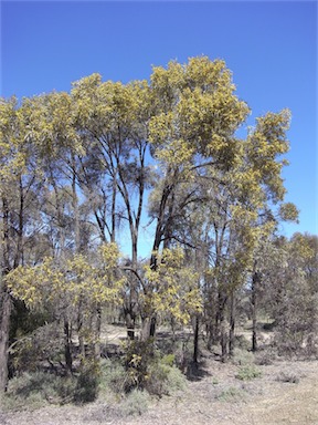 APII jpeg image of Acacia harpophylla  © contact APII