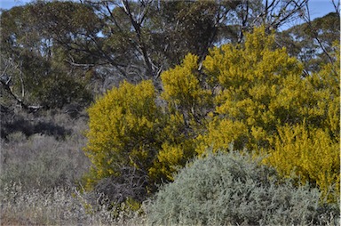 APII jpeg image of Acacia halliana  © contact APII