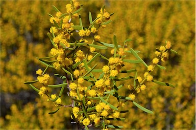 APII jpeg image of Acacia sclerophylla var. sclerophylla  © contact APII