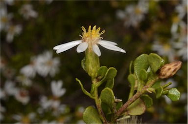 APII jpeg image of Olearia muelleri  © contact APII