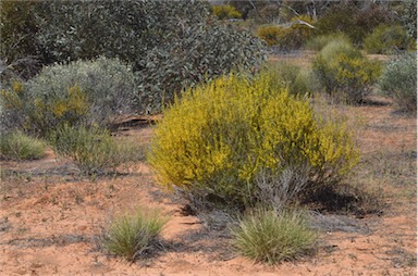 APII jpeg image of Acacia wilhelmiana  © contact APII