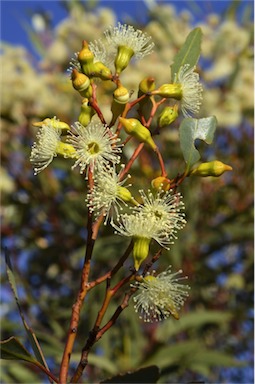 APII jpeg image of Eucalyptus incrassata  © contact APII