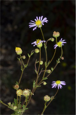 APII jpeg image of Brachyscome ciliaris var. ciliaris  © contact APII