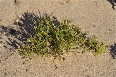 APII jpeg image of Isolepis marginata  © contact APII