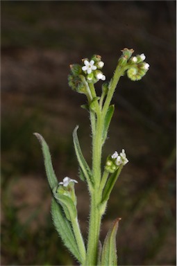 APII jpeg image of Cynoglossum australe  © contact APII