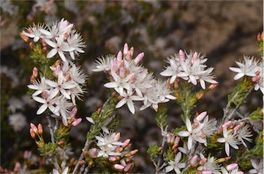 APII jpeg image of Calytrix tetragona  © contact APII