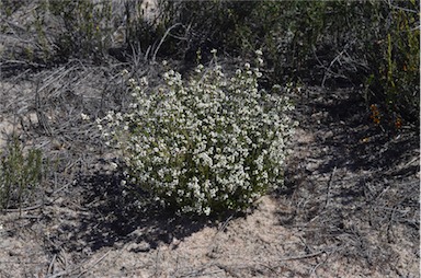 APII jpeg image of Micromyrtus ciliata  © contact APII