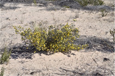 APII jpeg image of Pultenaea tenuifolia  © contact APII