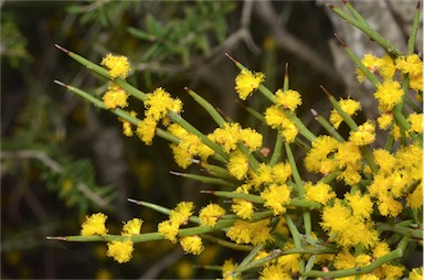 APII jpeg image of Acacia spinescens  © contact APII