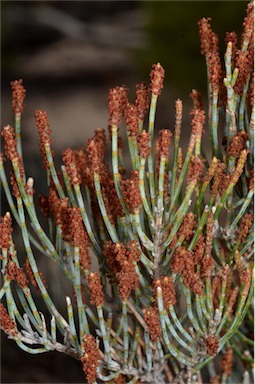 APII jpeg image of Allocasuarina pusilla  © contact APII