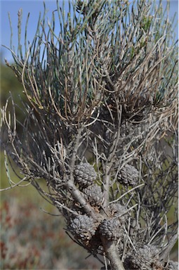 APII jpeg image of Allocasuarina pusilla  © contact APII