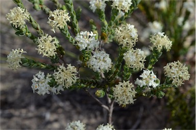 APII jpeg image of Pimelea glauca  © contact APII