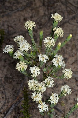 APII jpeg image of Pimelea glauca  © contact APII