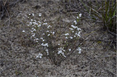 APII jpeg image of Leucopogon costatus  © contact APII