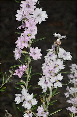 APII jpeg image of Dampiera rosmarinifolia  © contact APII