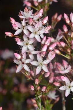 APII jpeg image of Calytrix tetragona  © contact APII