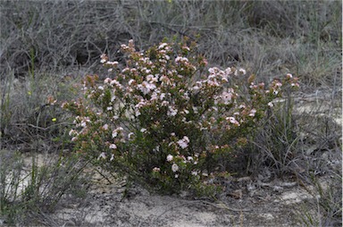 APII jpeg image of Calytrix tetragona  © contact APII