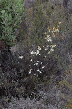 APII jpeg image of Epacris impressa  © contact APII