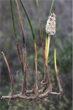 APII jpeg image of Lomandra juncea  © contact APII