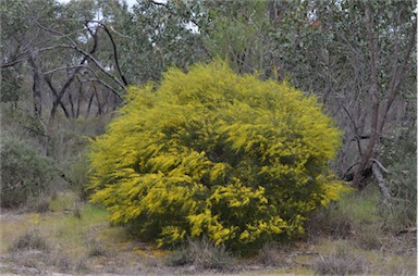 APII jpeg image of Acacia euthycarpa subsp. euthycarpa  © contact APII