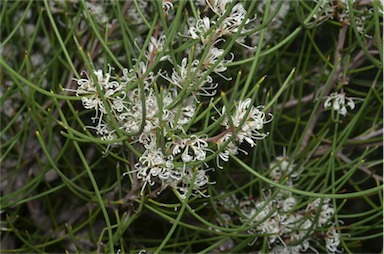 APII jpeg image of Hakea rostrata  © contact APII