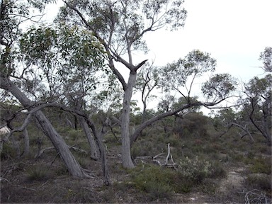 APII jpeg image of Eucalyptus arenacea  © contact APII