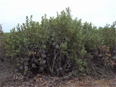 APII jpeg image of Banksia ornata  © contact APII