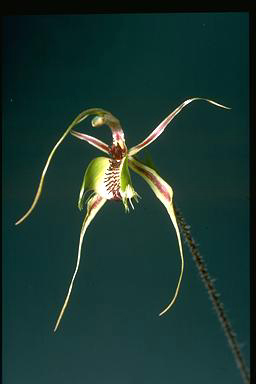 APII jpeg image of Caladenia dilata  © contact APII