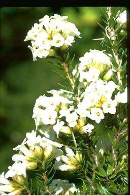 APII jpeg image of Epacris paludosa  © contact APII